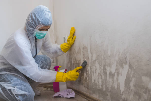 Best Certified Mold Removal  in Moravian Falls, NC