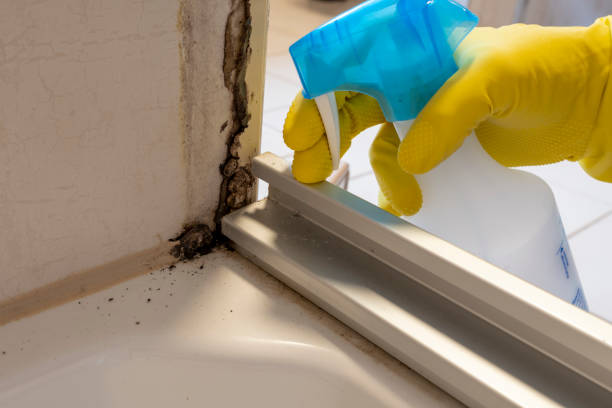 Best Residential Mold Removal  in Moravian Falls, NC