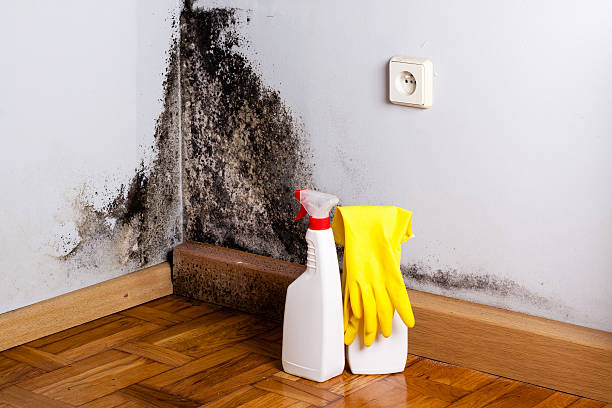 Best Office Mold Removal Services  in Moravian Falls, NC