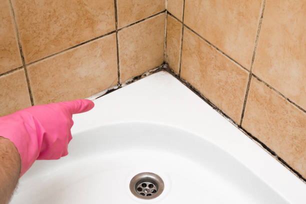 Best Affordable Mold Removal  in Moravian Falls, NC